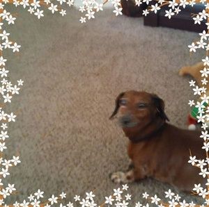 Meet your Posher, Debbie